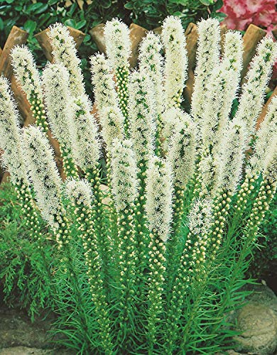Liatris spicata Alba Prachtscharte Blumenzwiebeln (50 Blumenzwiebeln)