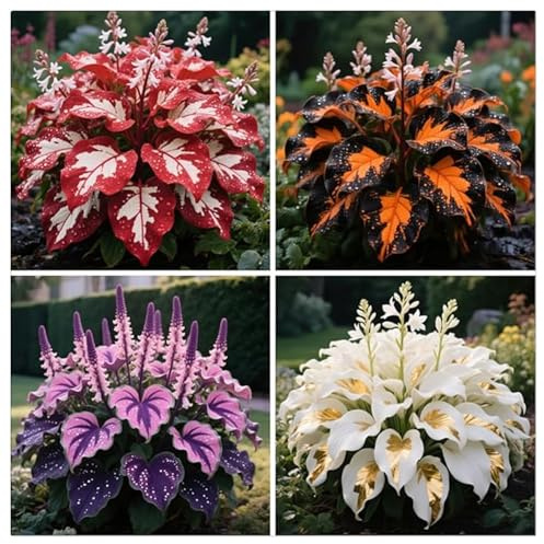 Ideal für deutsche Gärten-Geeignet für deutsche Gärten–Robuste Wuchsform –Vorgezogene-Schnelle Anwachsphase -6Winterharte Funken Hosta Rhizom-C