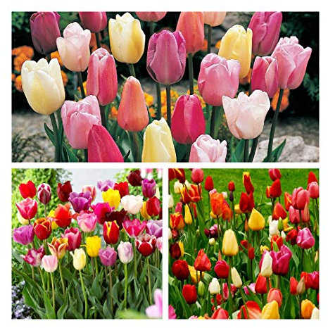 Triumph Tulip Mixed x 20 Flower Bulbs Size 10/11Beautiful Bright Spring Flowers. Easy to Grow