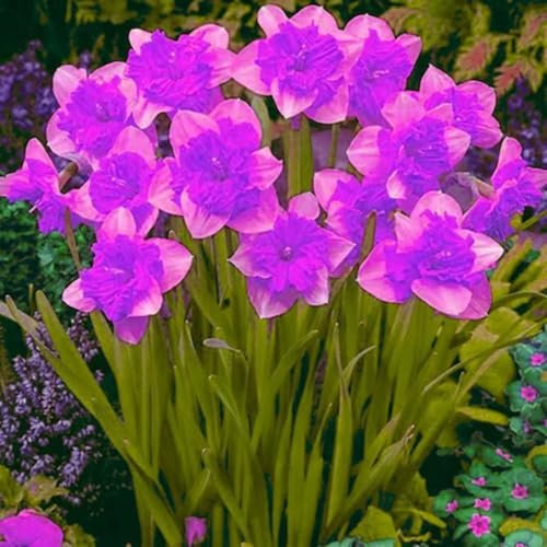 Narciso Bulbi,piante erbacee perenni,Narcisi bulbi rosa,narciso fiore bulbi,Narcisi Bulbi Mix,bulbi di fiori doppi,Bulbi belli e sani,Daffodil bulbi(senza semi,non artificiali)-4bulbi-E