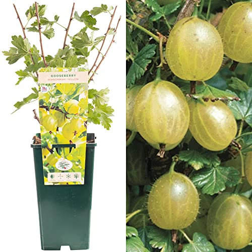 Gooseberry Ribes Hinnonmaki Yellow | Tasty Fruit Plant Shrub | 30-50cm Potted