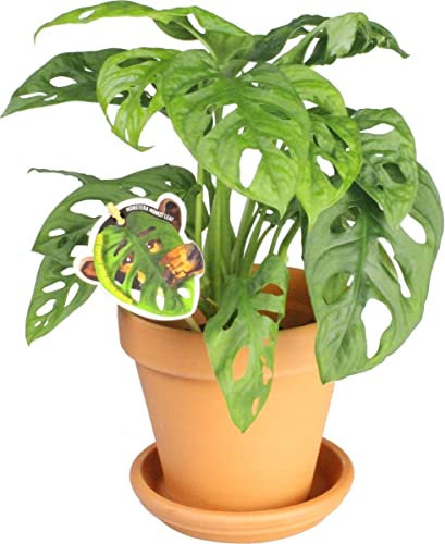 Monstera Adansonii con Maceta de Cerámica DECOALIVE Planta de Interior Natural Monstera Monkey Leaf