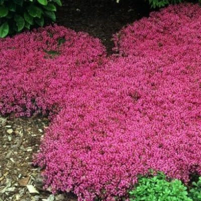 Nouveau frais 100pcs graines de plantes de thym rampant