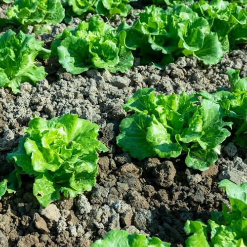 Semi di lattuga resistenti all'inverno, rare biologici, esotiche vecchi da giardino 50pcs