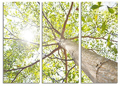 Paul Sinus Art 130x90cm – KUNSTDRUCK Baum Froschperspektive Sonnenschein hell 3teiliges Wandbild auf Leinwand und Keilrahmen - Fotobild Kunstdruck Artprint