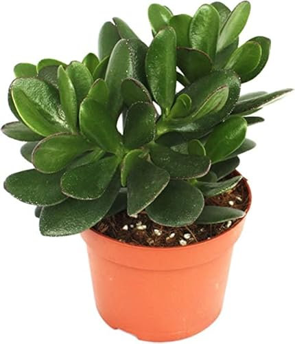 Jade o Crassula Ovata Planta Natural Resisitente a Temperaturas Altas