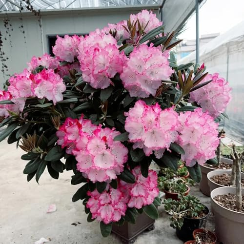 semi di rododendro, azalea resistente, aiuole rialzate, balconi esotiche giardino perenni 100pcs