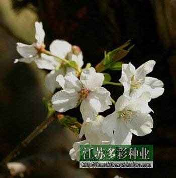 I Semi di ciliegio Giapponese, Vaso Way Street Alberi, Inverno Cherry, ietà 10 Particelle/Scatola Originale 14:Seeds