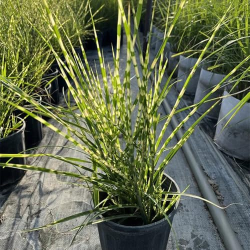 semillas de pasto cebra, verdes jardín de exóticas variedades antiguas piedra productos sostenibles sombra raras ornamental 20pcs