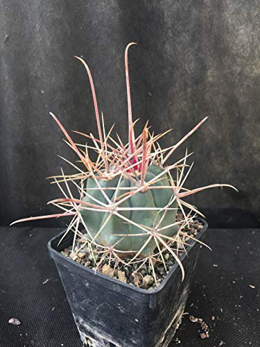 Ferocactus Hardhamiae Cactus Piante Grasse Agave A grassoccia 18