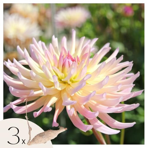 Plant in a Box - Dahlia ‘Cabana Banana’ - Lot de 3 tubercules - Dahlia décoratif rose et jaune - Floraison estivale