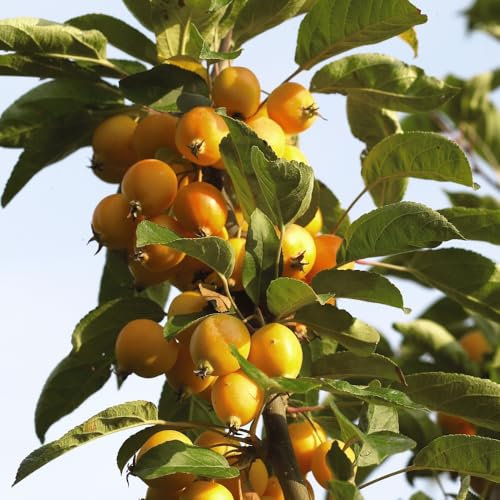 Crab Apple 'Golden Hornet' Self-Fertile Tree with White Spring Flowers and Bright Golden Fruits Ideal for Smaller Gardens 1X 5 Litre Pot by Thompson and Morgan