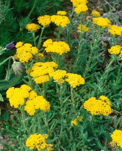 Achillea tomentosa 'Aurea' 9x9 cm Topf – Winterhart, Mehrjährig, Pflegeleicht – Gold-Schafgarbe – Bodendecker für Steingarten & Trockenbeet