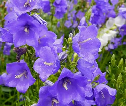 1 Pack of 1100 SEEEDS Peach LEAVED Bellflower Blue - Campanula persicifolia