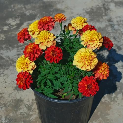semi di calendula bassi - perenni resistenti pieno sole esterni balcone serra 200pcs