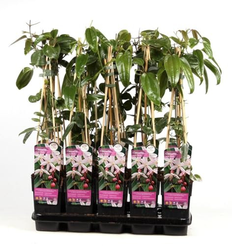 Immergrüne Clematis Armandii 'Apple Blossom' – Kletterpflanze 60-80 cm | Winterhart, Duftend & Schnellwachsend für Sichtschutz & Pergola