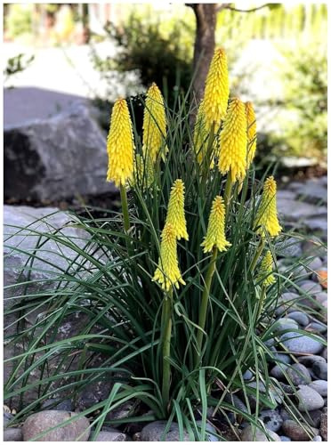 Stauden Gänge 10 x Kniphofia 'Lemon Popsicle' Fackellilie Gelb winterhart | Fackellilie – winterharte Staude & Dauerblüher für sonnige Beete, mehrjährig, bienenfreundlich, 1 L Topf (11x11 cm)