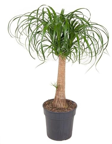 Palma Barrigona Beaucarnea Recurvata Nolina Pata de Elefante Planta de Interior Natural