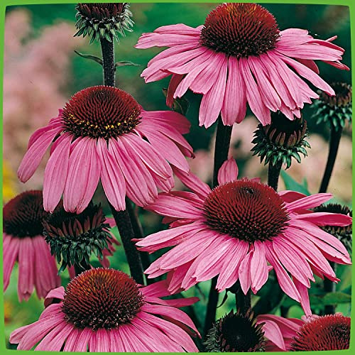 GARTEN SCHLÜTER® Purpur-Sonnenhut - Echinacea purpurea - 9 cm - Topf | Winterhart und mehrjährige Pflanze - 1 Pflanze