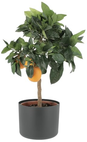 KENTIS - Citrus Sinensis Rosso „Moro“ - Blutorange - Obstbäume - H 70-80 cm Topf Ø 20 cm