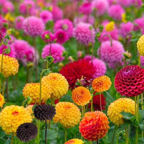 Bulbi di DALIA | Bulbi provenienti dai migliori produttori Olandesi | Esclusiva selezione e controllo qualità | Fioritura garantita dal primo anno. (5 Dalia POMPON IN MISCUGLIO)