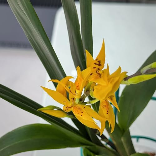 orchidea oncidium - decorazione organica per balcone balcone in vaso d'appartamento purificatrici d'aria decorativo 700semi
