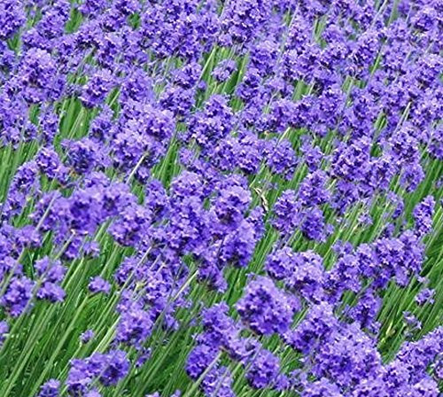 100 X LAVENDER HIDCOTE SEEDS (LAVANDULA ANGUSTIFOLIA HIDCOTE) - ENGLISH LAVENDER SEEDS - GARDEN FLOWER PATIO BORDERS PLANTS SEEDS