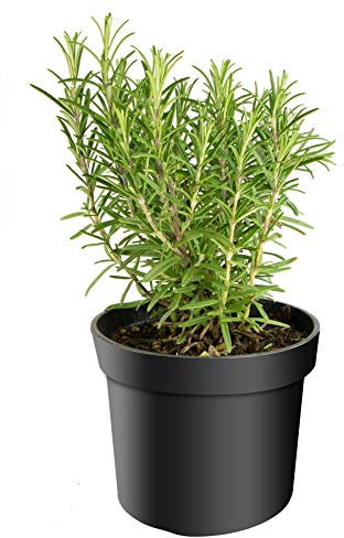 mgc24 Rosmarin, Rosmarinus officinalis, frische Gärtnerqualität, mediterran, Küchenkräuter im 14er Topf,mehrjährig, perfekt für den Kräutergarten, 1 Pflanze