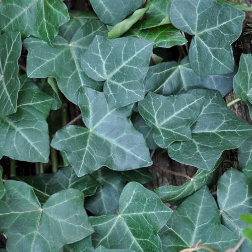 Großblättriger Irischer Efeu, Hedera hibernica, 2er Set, im 2 l Topf