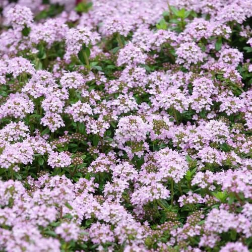 Kriechender Thymian, blumenwiese mehrjährig winterhart Thymian Bodendecker, blumensamen seltene balkon 600Samen