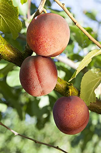 Aprikose Ungarische Beste 120-60cm - Prunus armeniaca