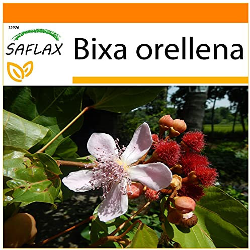 SAFLAX - Garden in The Bag - Lipstick Tree - 20 Seeds - Bixa orellena