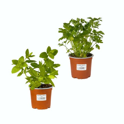Perejil & Hierbabuena |Pack 2 Plantas | Plantas Naturales de Exterior