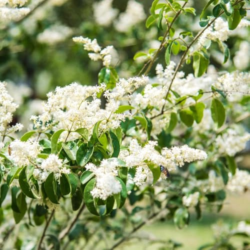 di siepe di ligustro rare decorazioni da giardino per esterni ligustro decorazione autunnale del da giardino appartamento che purificano l'aria decorazioni 60semi