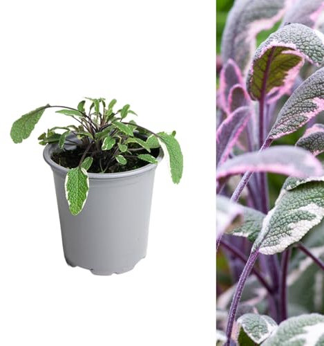 Carbeth Plants - 1 x Sage Tricolour Herb Plant in 9cm Pot - Aromatic Easy to Grow Variegated Salvia Officinalis Tricolor - Fresh Edible Garden Ready Evergreen Herb Shrub to Flavour Your Cooking