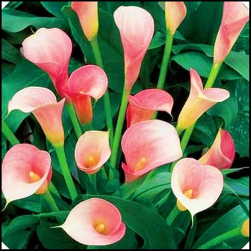 Calla Lily Bulbs,Calla Lily Plants Live(Ornamental Flowers,Hardy Perennial,Plant Bulbs,Wedding Flowers,Garden Flowers)-8bulbs-c