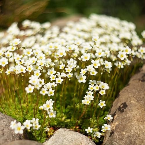 semi di sassifraga muschiata - giardino resistenti perenni, in vaso estremamente 500pcs