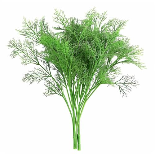 250 Semi di Aneto - SemiSelvaggio Permacultura