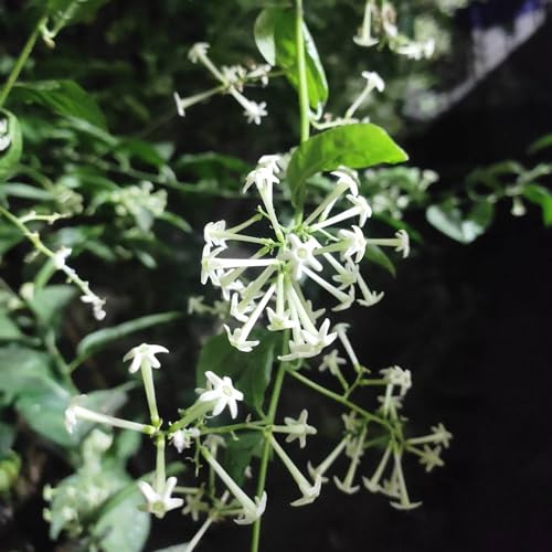 Vivai le Georgiche - Pianta vera di Cestrum nocturnum - vaso Ø 17 cm - altezza alla vendita 120-140 cm