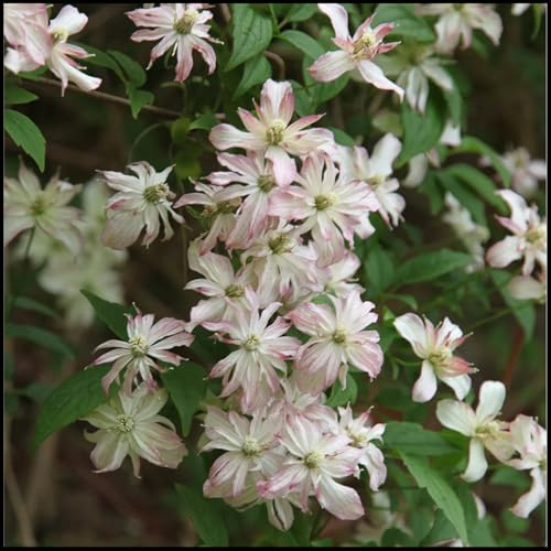 Natural Organic/Clematis Plants Bulbs for Planting/Excellent Display/Wedding Flowers/Good for Containers -6 Bulbs-J
