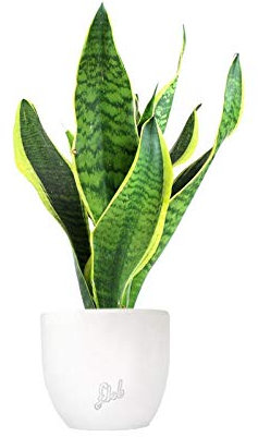 Sanseveria Trifasciata, Lingua di Suocera - Pianta Vera da Interno - Altezza 45 cm - Vaso Artigianale in Terracotta, Bianco Perlato
