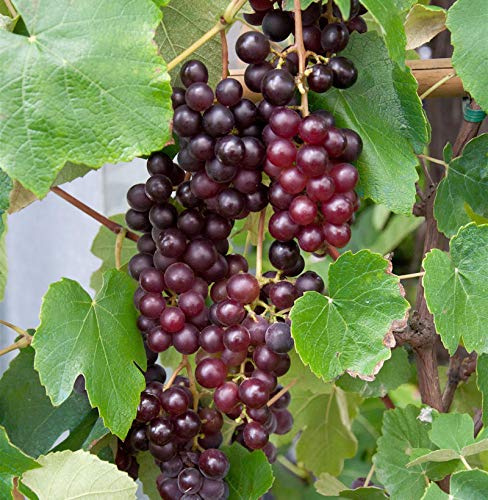 blaue kernlose Weinrebe Attika 80-100cm - Vitis - lebende Gartenpflanze aus den Baumschulen