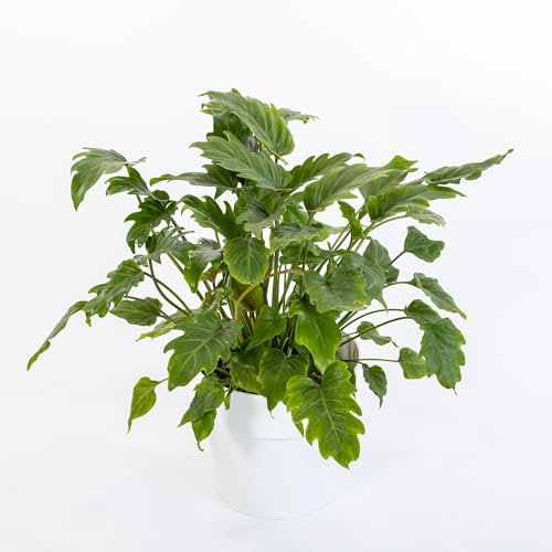 Pianta vera di Philodendron xanadu - Diametro Vaso Ø 17 cm