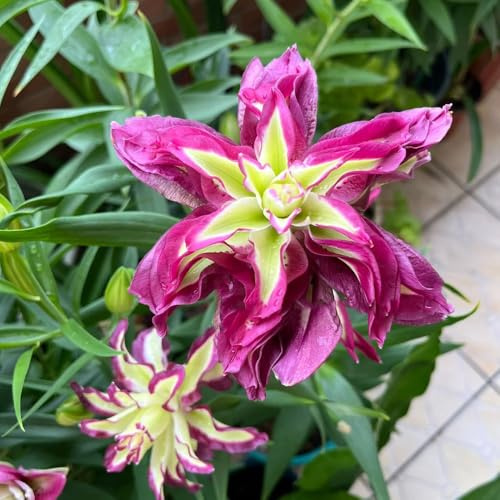 lilien winterhart garten frühlingsblumen exotische herbstblumen winterhart frühlingsblüher blumenzwiebel gartenblumen - seltene - 3zwiebeln