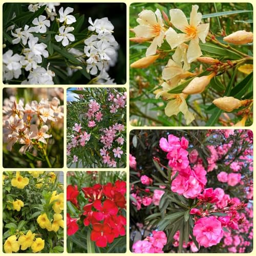 Semi di oleandro - Le da giardino sono resistenti Nerium oleander - semi di resistenti per il giardino le rampicanti sono 30pcs