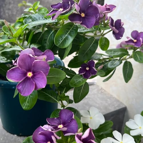 immergrüne bodendecker blumendeko für sonnige plätze immergrüne exotische hochbeet kletterpflanzen 20samen