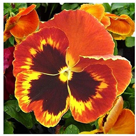 PREMIER SEEDS DIRECT - PANSY - SWISS GIANT - FLAME - 5000 FINEST SEEDS - BULK