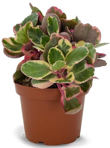 Kalanchoe Variegata Planta Natural en Maceta | Calanchoe Variegada Planta Suculenta Viva | Ideal para Interior y Exterior | Hojas Decorativas Tricolor | Muy Resistente y de Fácil Cuidado