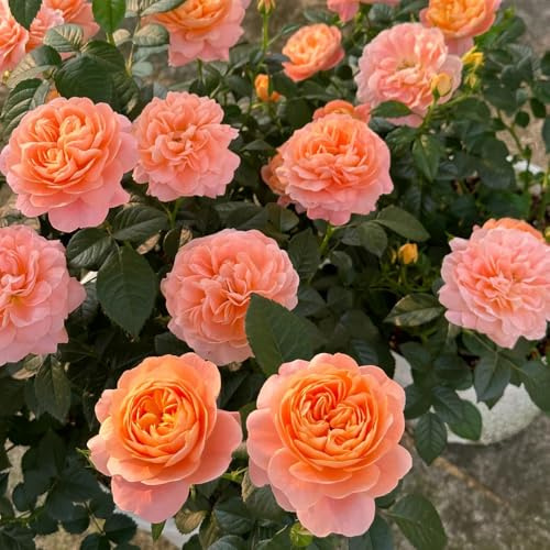 rosal - Rosa chinensis - trepadoras raras Cubresuelos resistentes de balcón en jardín de rocas jardín decoración sala estar 150semillas