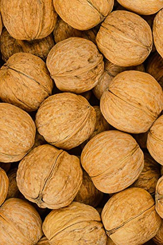 pianta di Noce albero di noce Comune Età 2 anni già innestato pianta da frutto di noci in vaso pianta vera di noci venduta da eGarden.store